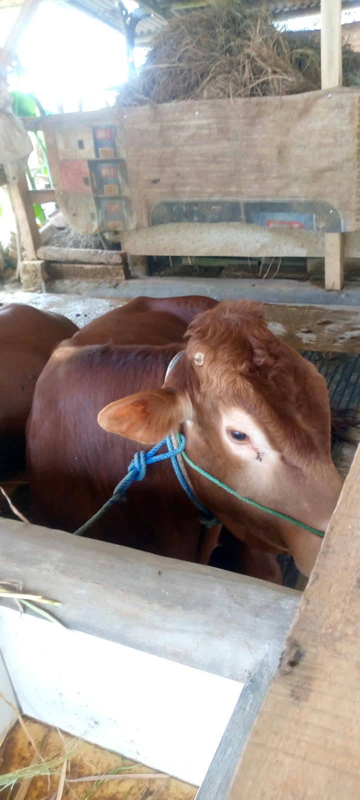 BAGAS